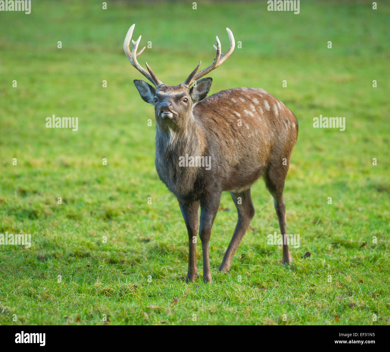 Sika Deer (Cervus nippon), flehmening, captive, Lower Saxony, Germany Stock Photo