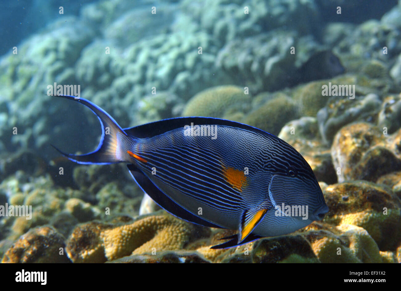 https://c8.alamy.com/comp/EF31X2/sohal-surgeonfish-or-red-sea-clown-tang-acanthurus-sohal-eilat-red-EF31X2.jpg