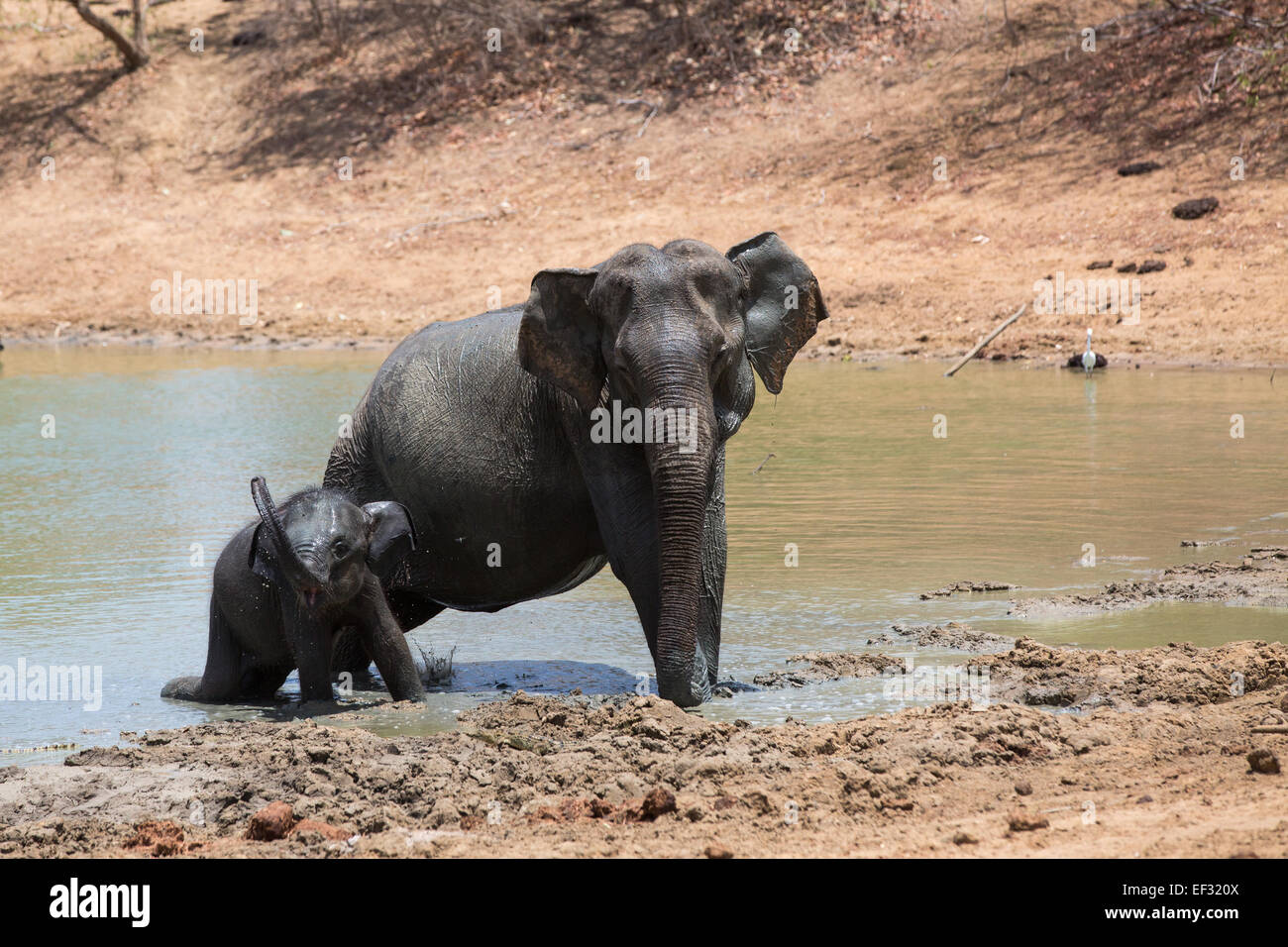 A elephant mother and calf emerge from a water hole during the peak of the dry season at Yala NP, Sri Lanka. Stock Photo