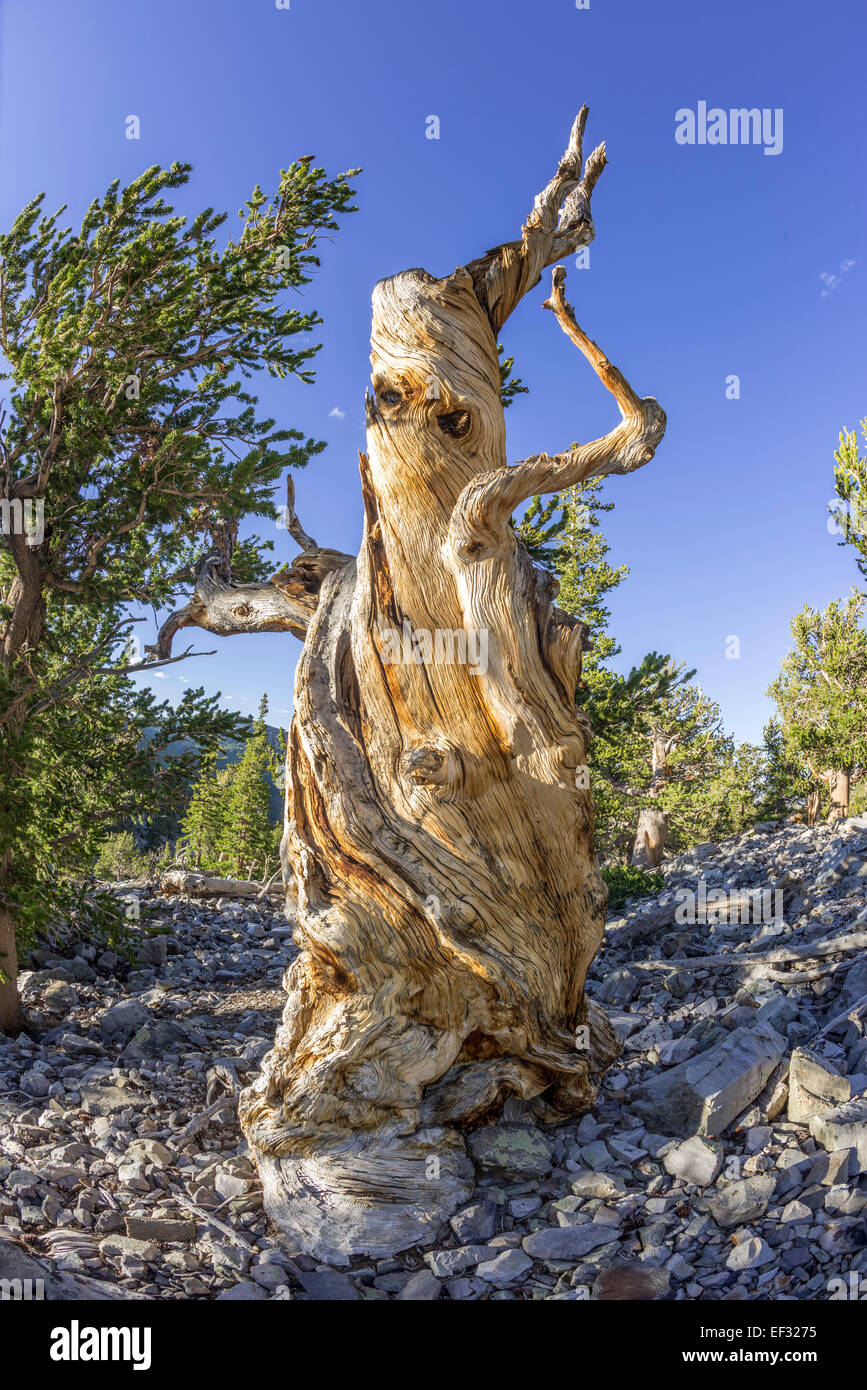 Bristlecone Pine (Pinus longaeva), Great Basin National Park, Baker, Nevada, United States Stock Photo