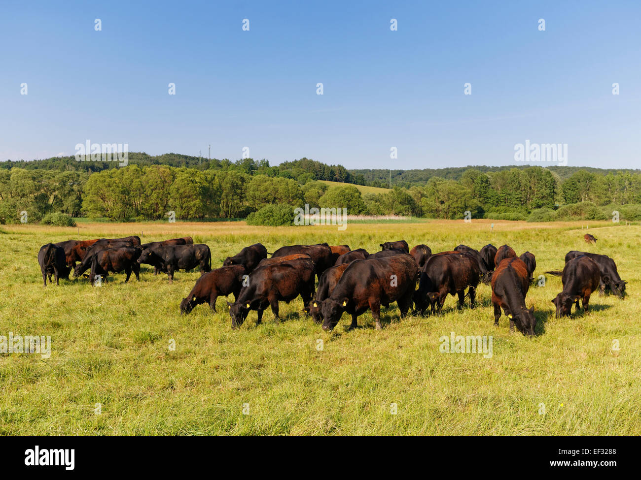 Cattle herd of Zickentaler Moorochsen, Auwiesen Zickenbachtal marsh area, Southern Burgenland, Burgenland, Austria Stock Photo
