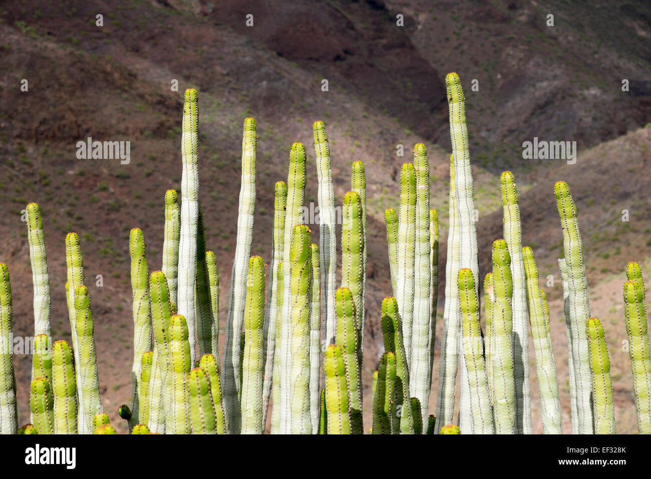 Canary Island Spurge (Euphorbia canariensis), Alajeró, La Gomera, Canary Islands, Spain Stock Photo