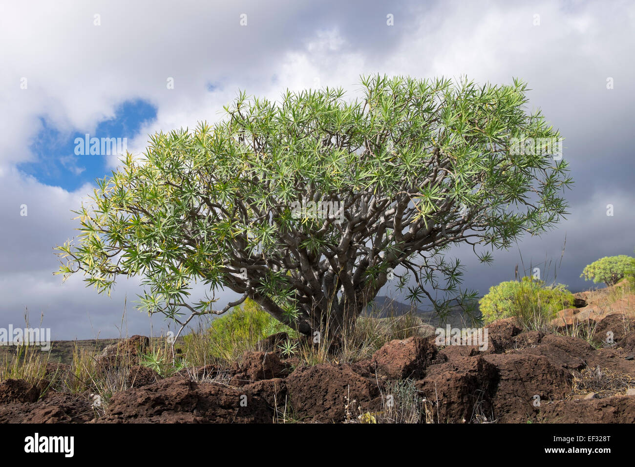 Berthelot Spurge (Euphorbia berthelotii), Alajeró, La Gomera, Canary Islands, Spain Stock Photo