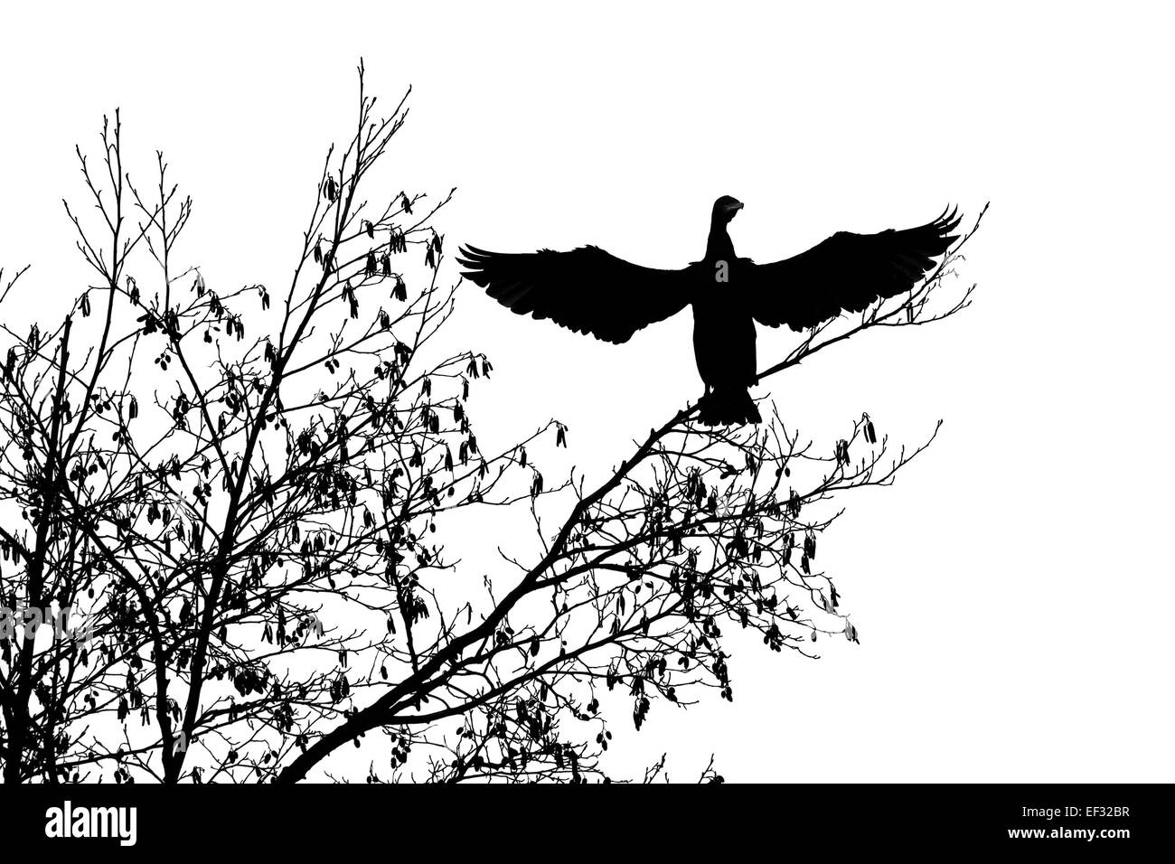 Common Cormorant (Phalacrocorax carbo), perched on a tree with spread wings, Hesse, Germany Stock Photo