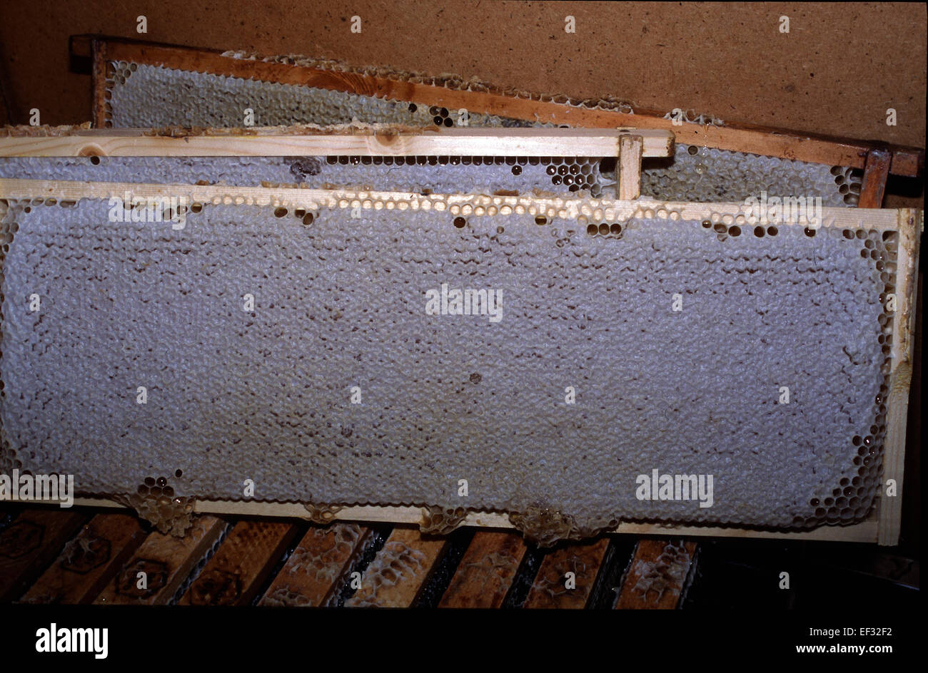 A capped honeycomb. Capped honey combs are an indication that the honey is ripe and can be harvested. Photo: Klaus Nowottnick Date: June 16, 2012 Stock Photo