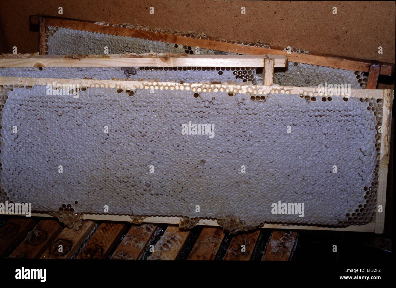A capped honeycomb. Capped honey combs are an indication that the honey ...