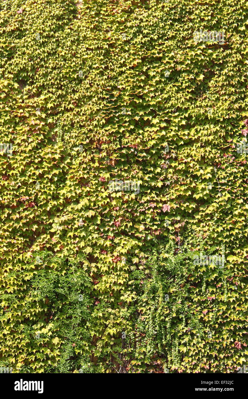 Green ivy leaves covering a wall Stock Photo