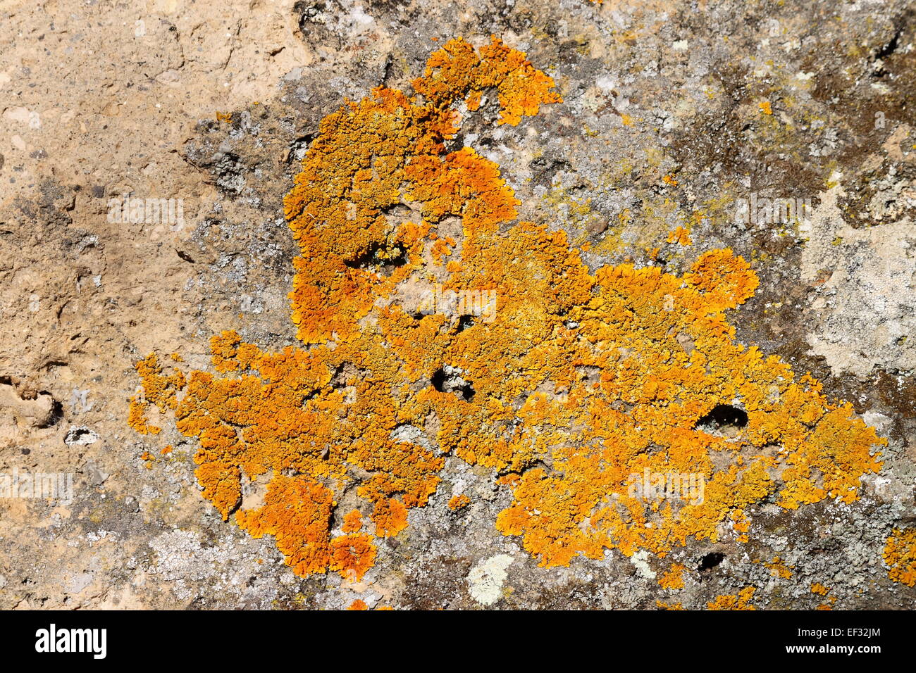 Yellowish lichens growing on light gray rock Stock Photo