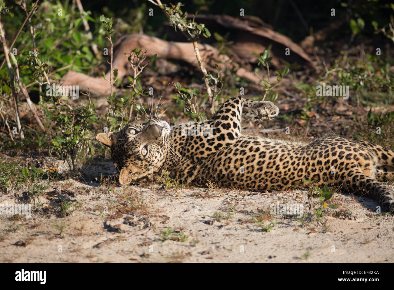 A lazy leopard rolls on its back on soft sand while sunning itself in the early morning sunlight at Wilpattu NP, Sri Lanka. Stock Photo