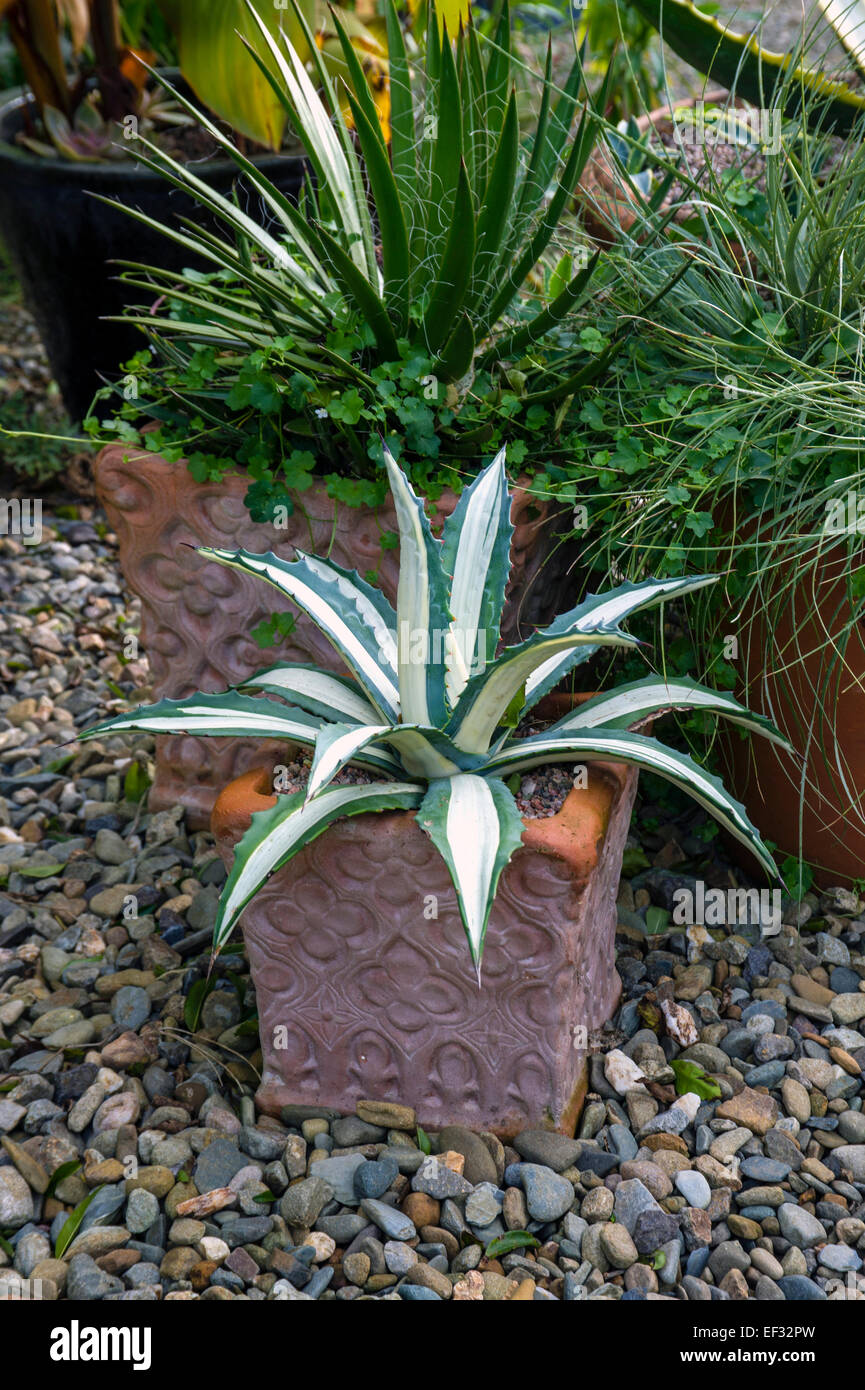 Agave americana variegata with white variegation unlike the usual yellow, in container Stock Photo