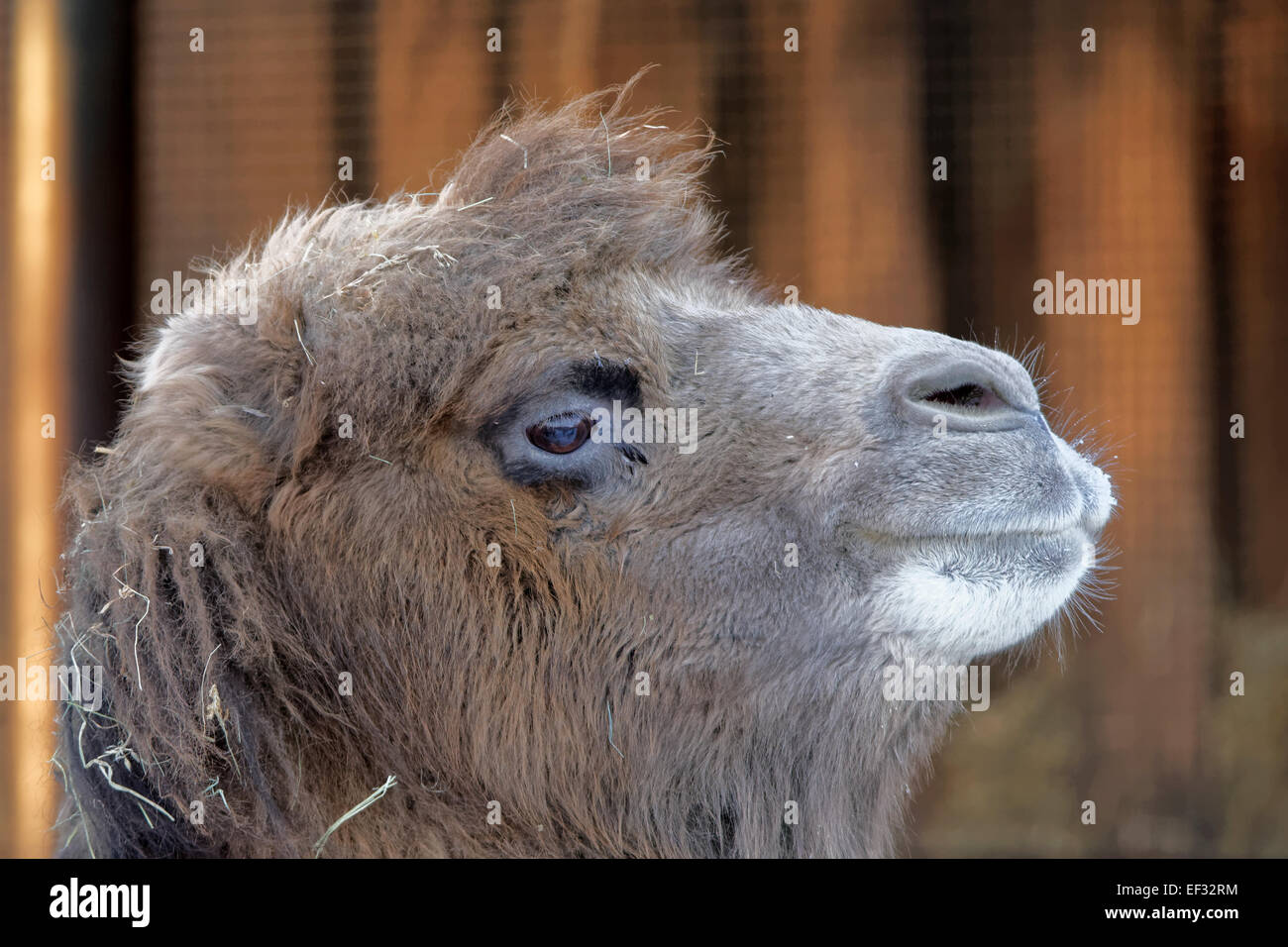 Bactrian Camel (Camelus Bactrianus) Is A Large, Even-toed Ungulate ...