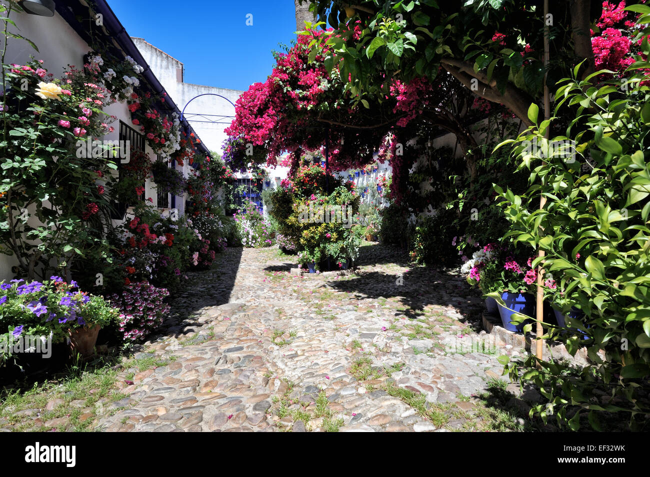 courtyard during the Festival of the Patios (el Festival de los Patios