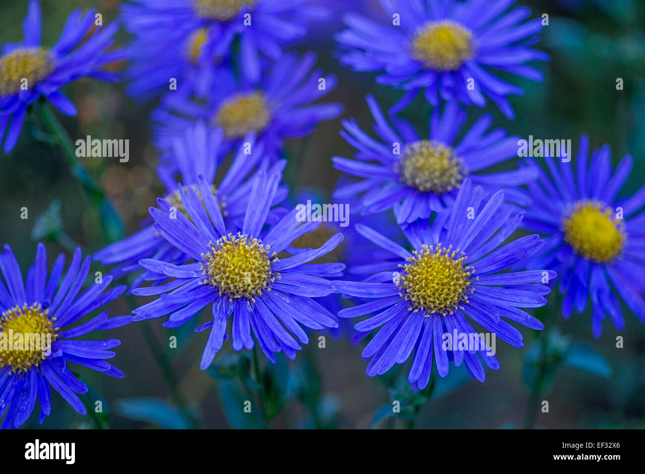 Aster amellus sp. Stock Photo