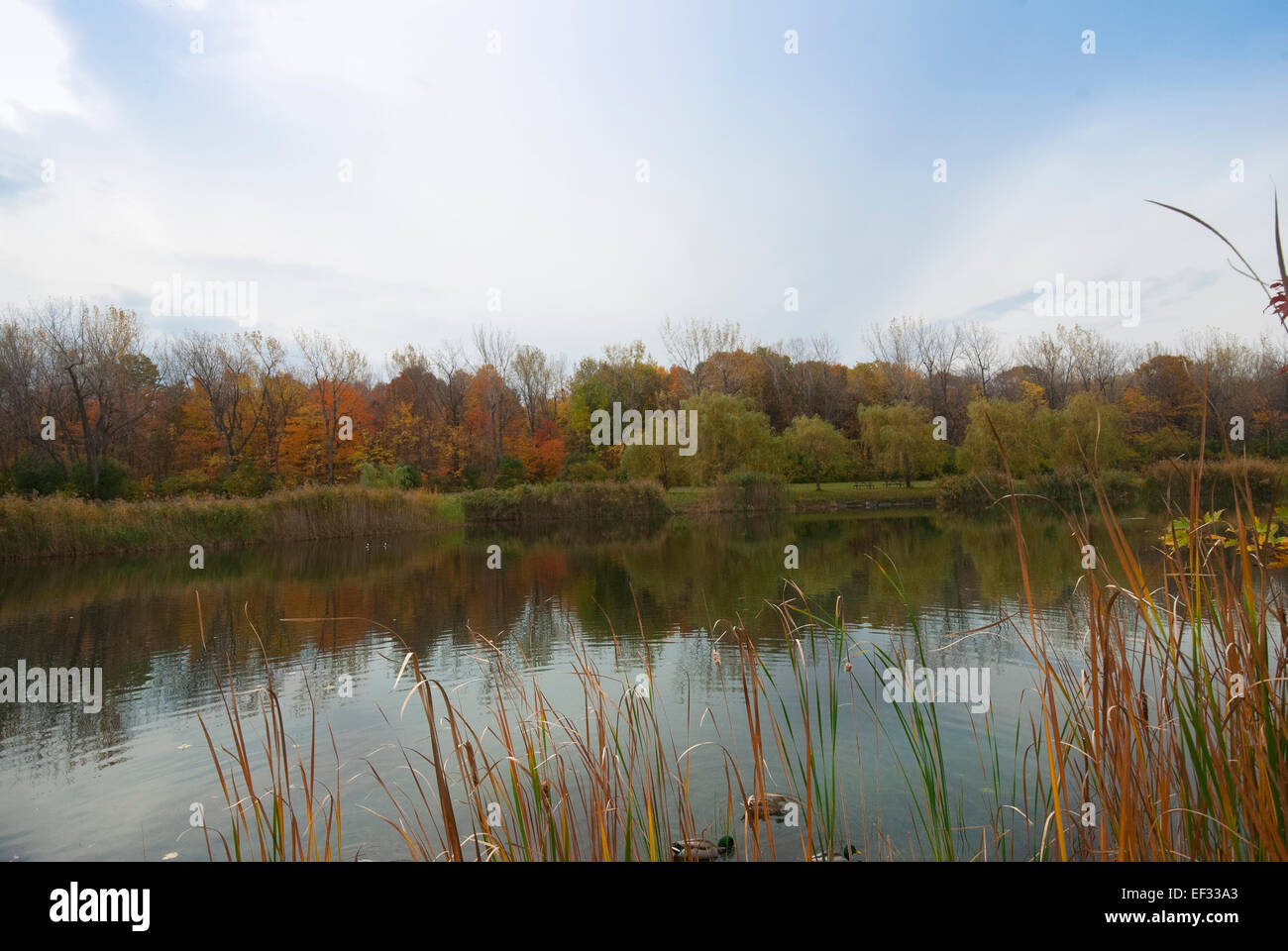 lake with trees in autumn Stock Photo - Alamy