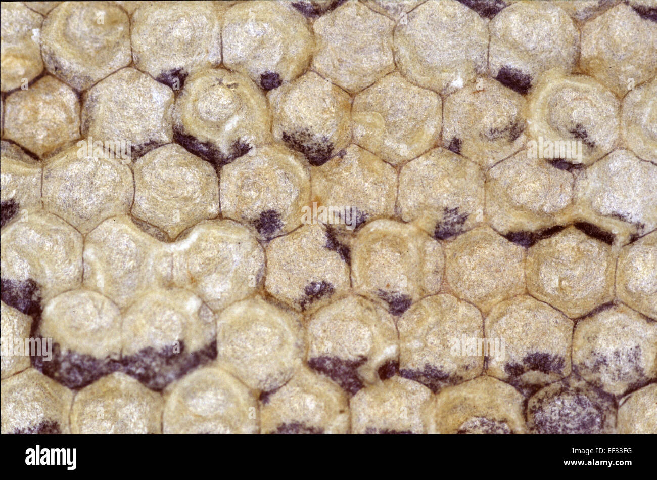 A capped honeycomb. Capped honey combs are an indication that the honey is ripe and can be harvested. Photo: Klaus Nowottnick Date: June 16, 2012 Stock Photo