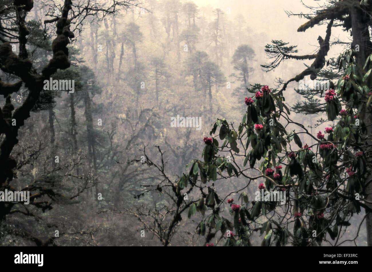 Flora of the himalayas hi-res stock photography and images - Alamy