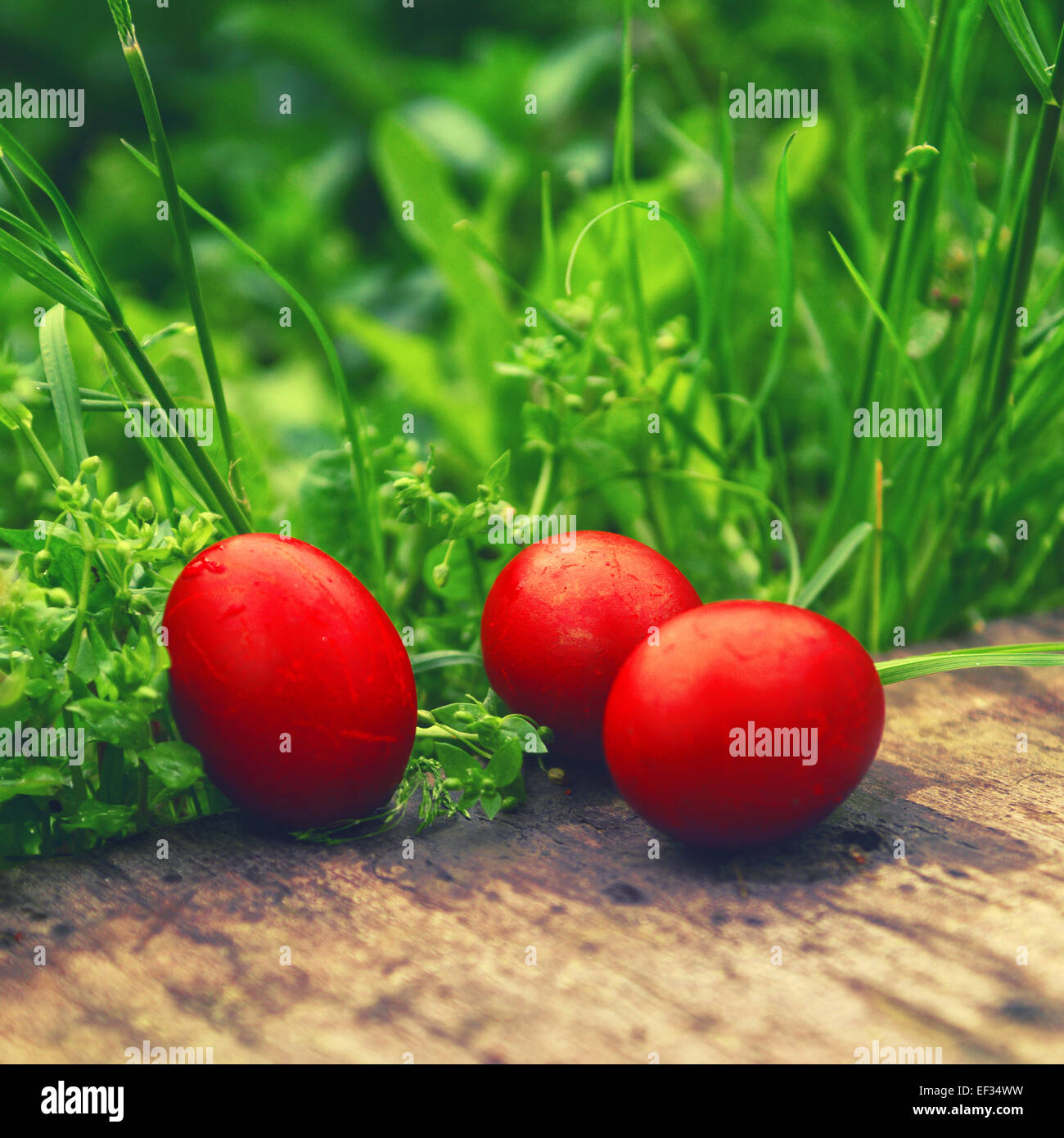 Red Easter Eggs in green grass. Happy Easter, Christian religious holiday. Stock Photo