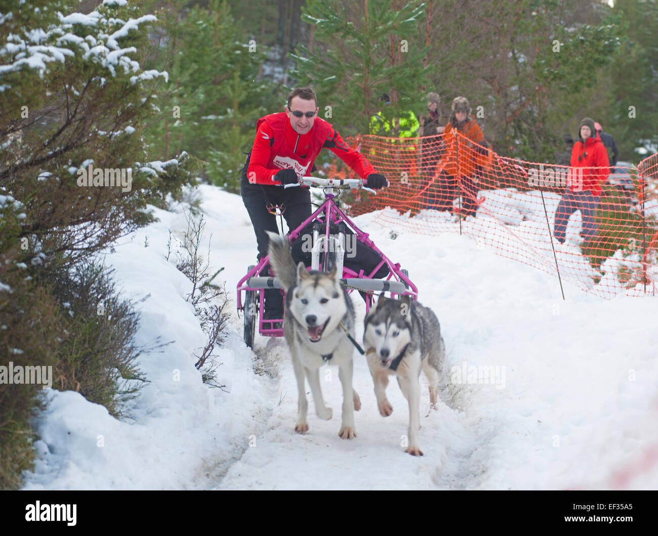 The Siberian Husky dog Sled Rally taking place each January in Glenmore Forest Aviemore, Scotland.  SCO 9446. Stock Photo