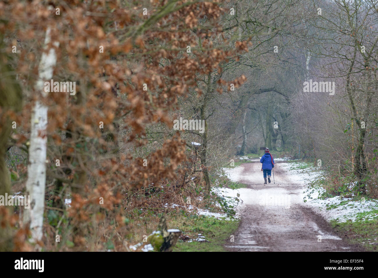 Elderly woman walking along a snow path in a woodland setting and using ...