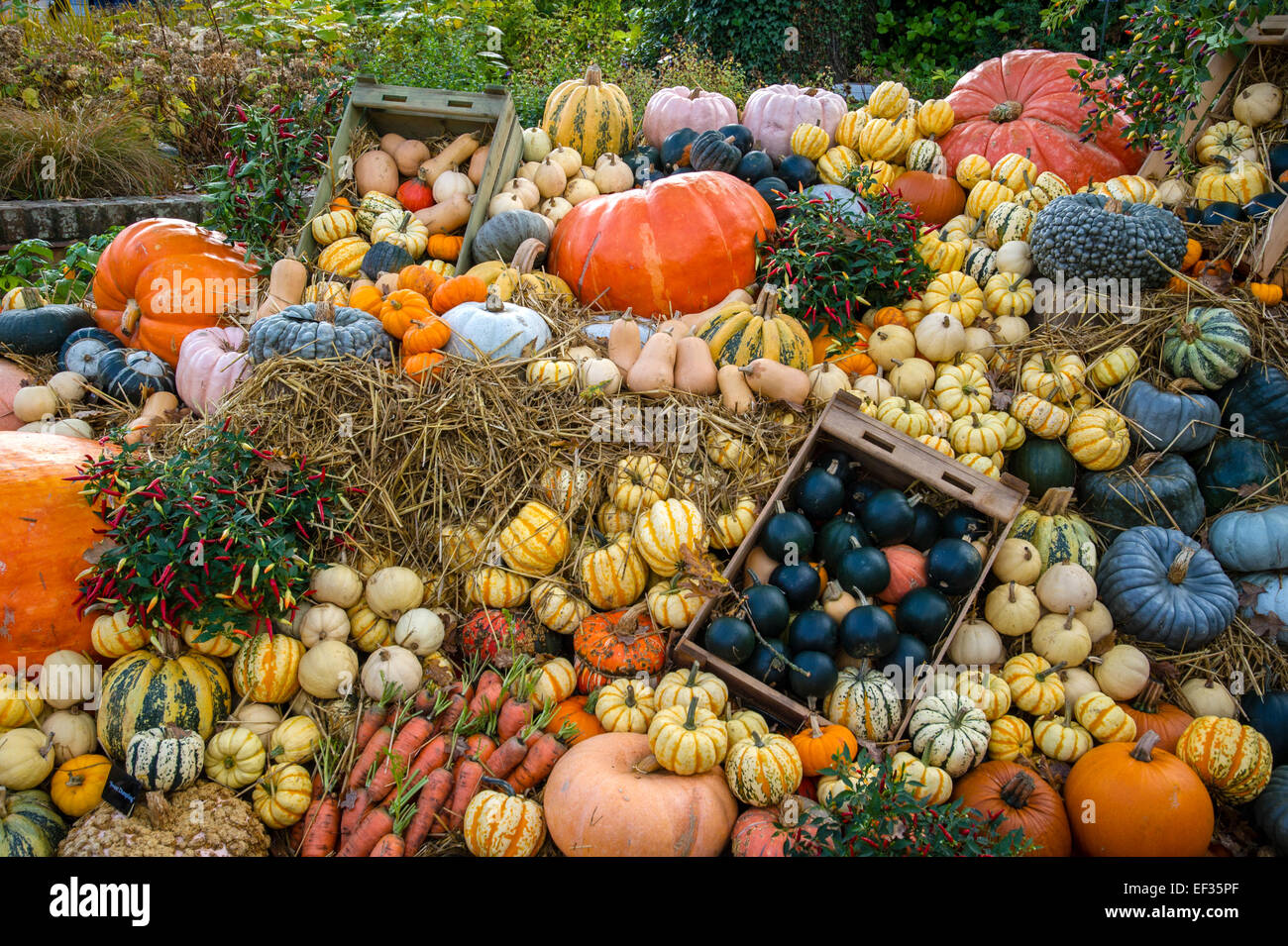 Pumpkins - Squashes and varieties of vegetables on display Stock Photo ...