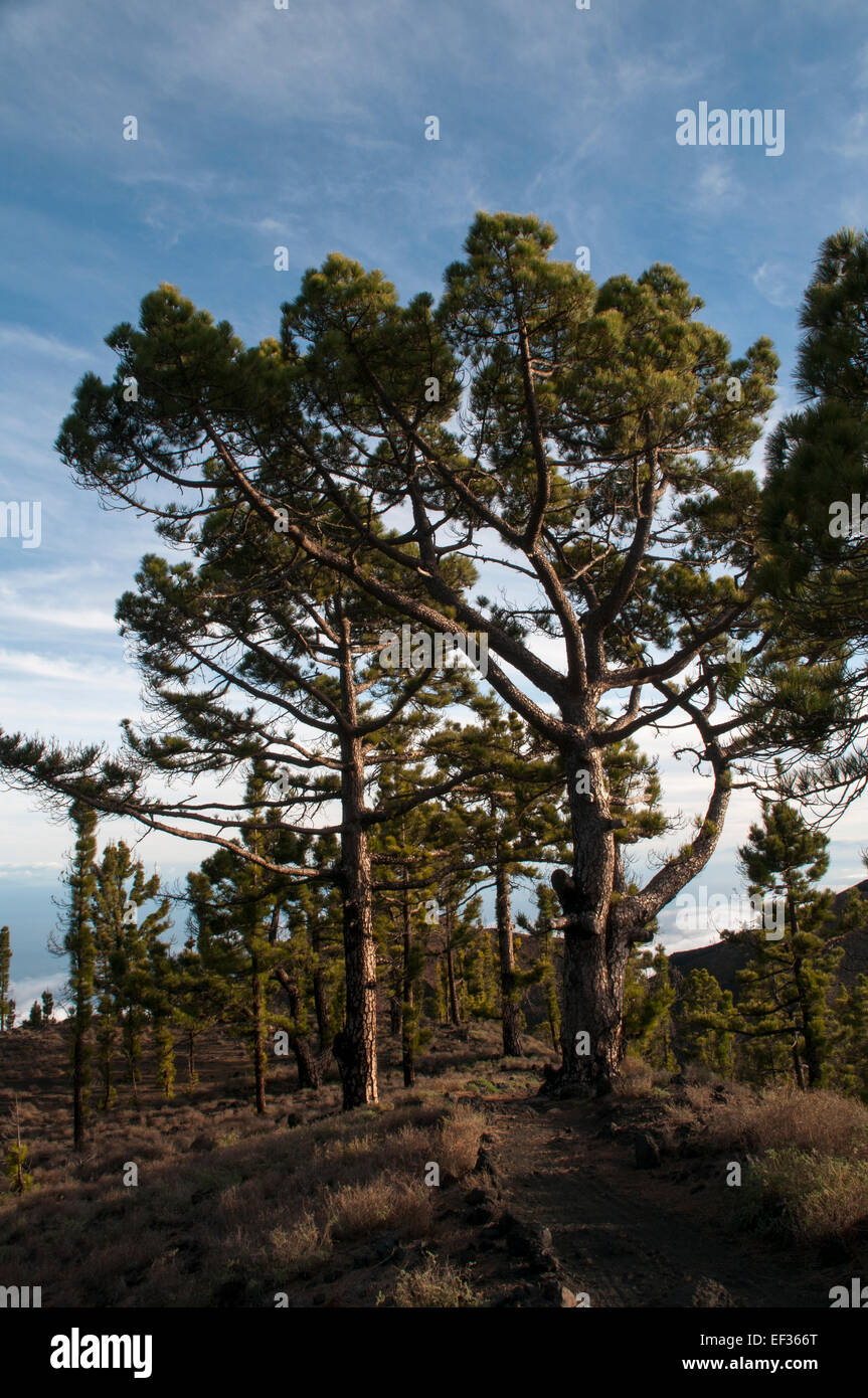 Canary Island Pine is endemic to Canary Islands. The up to 30 cm long leaves condensate moisture from clouds harvesting water. Stock Photo