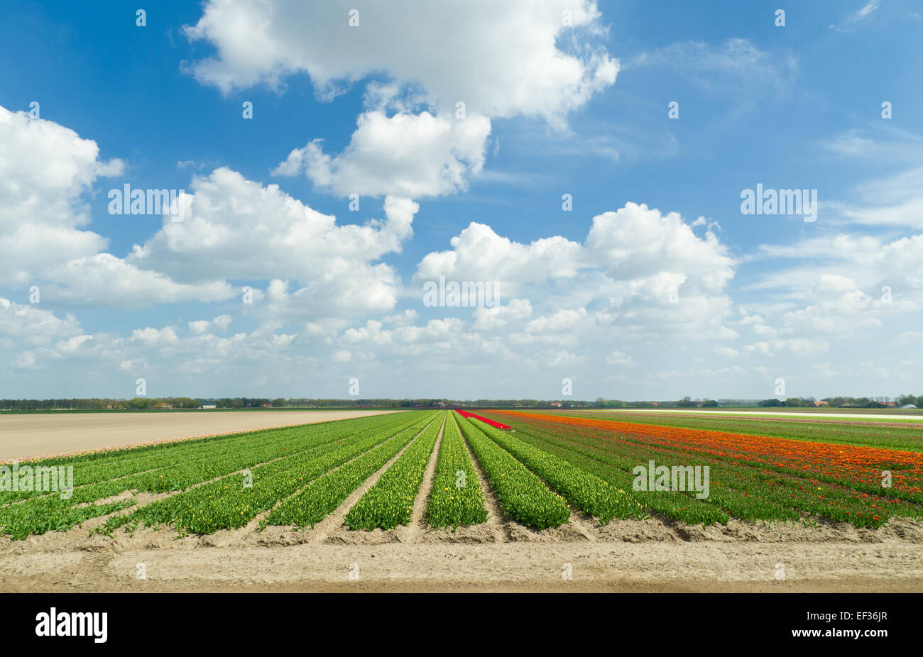 field with rows of tulips in the netherlands Stock Photo - Alamy