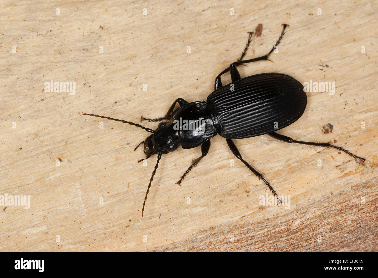 Großer schwarzer käfer hires stock photography and images Alamy