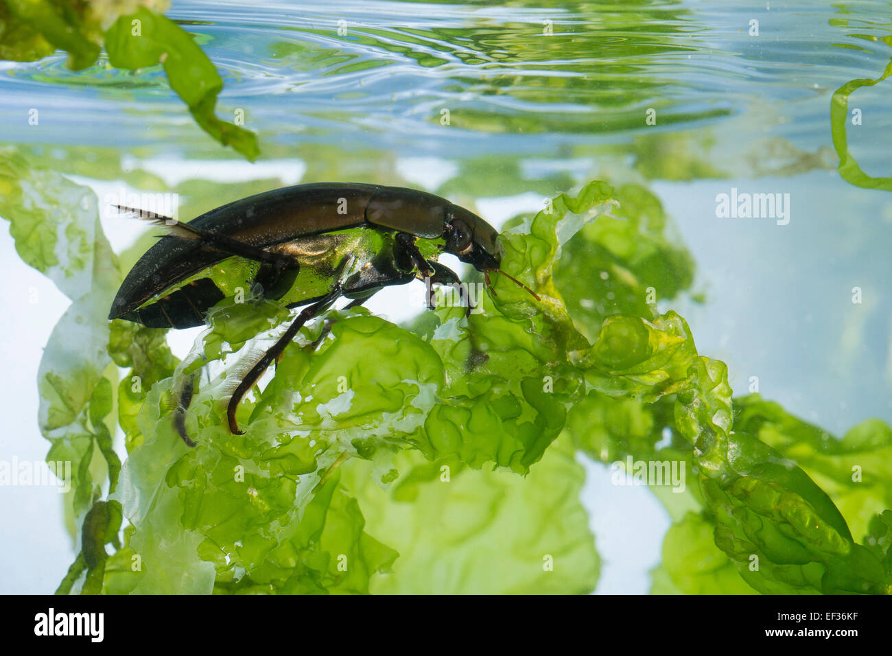 great-silver-water-beetle-gro-er-kolbenwasserk-fer-kolben-wasserk-fer
