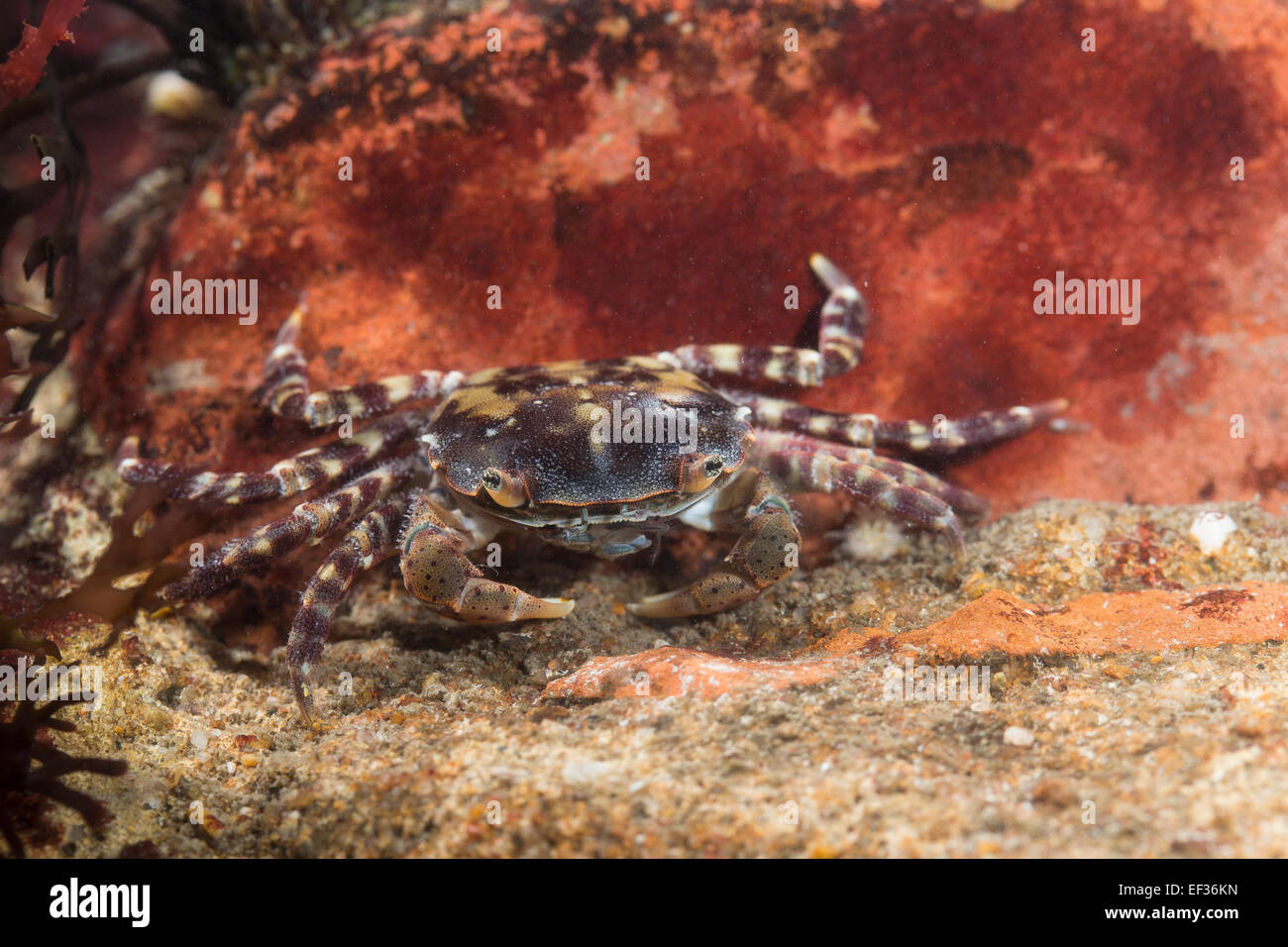 Japanese shore crab, Asian shore crab, Pacific crab, Japanische Felsenkrabbe, Asiatische Strandkrabbe, Hemigrapsus sanguineus Stock Photo