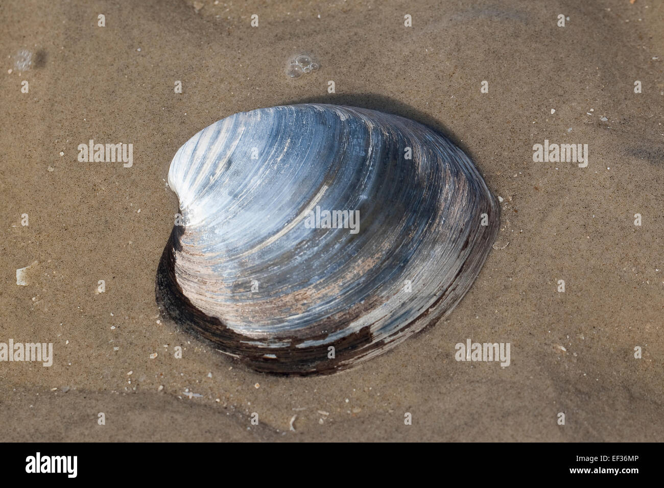 Quahog hires stock photography and images Alamy