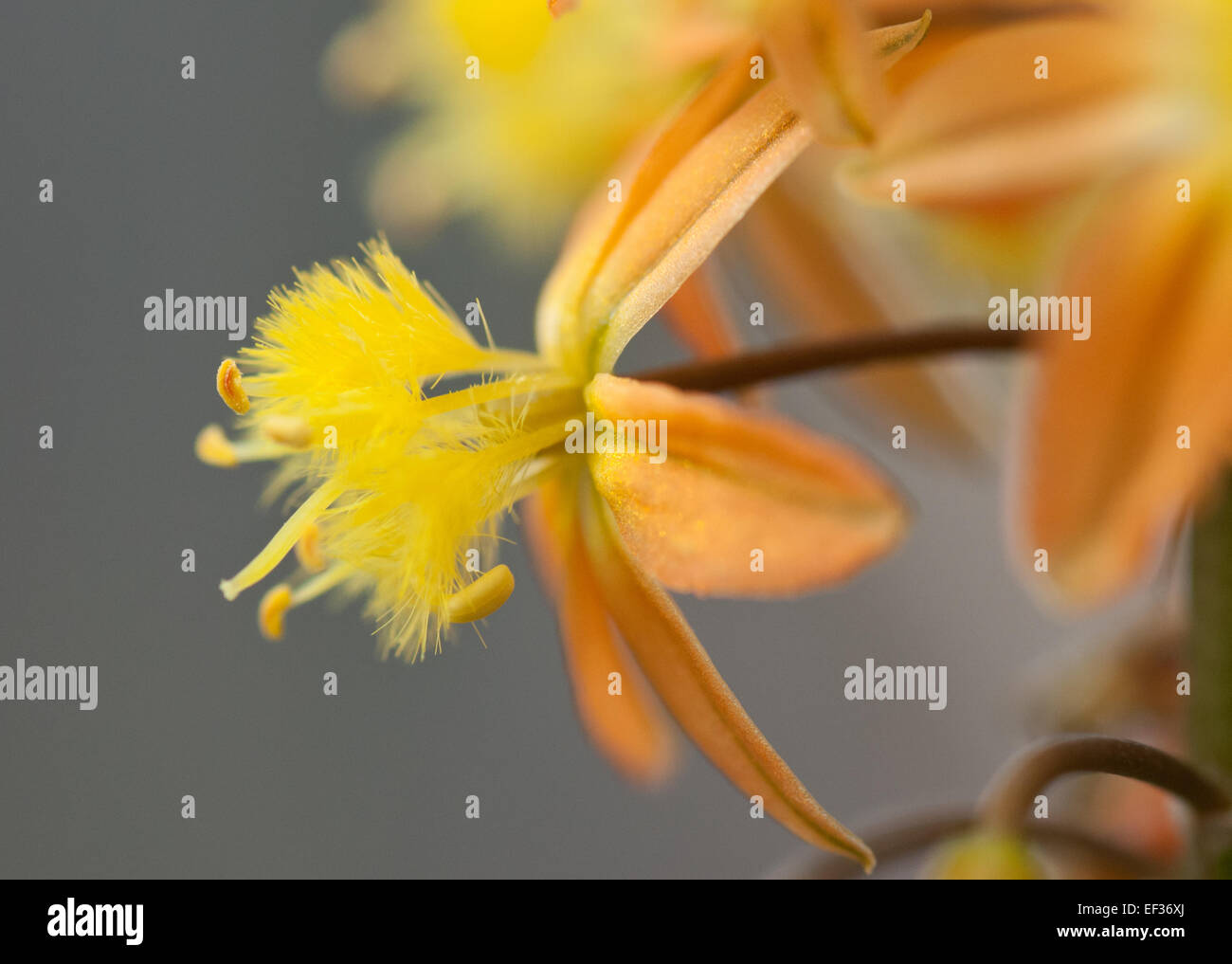 Bulbine frutescens, single flower Stock Photo