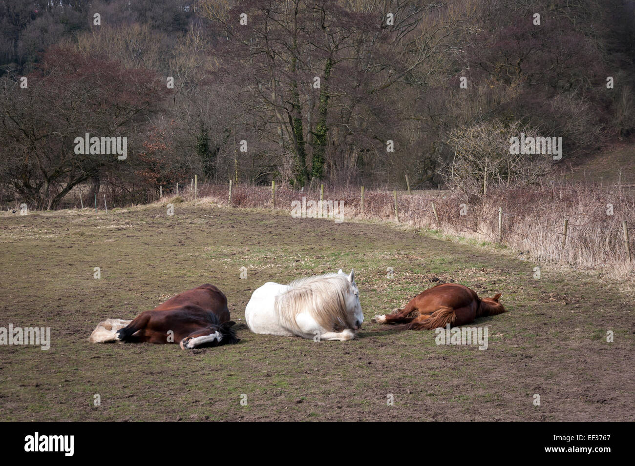 Three lazy horses lying in a field in late winter/early spring. Taken near the river Goyt in Cheshire, England. Stock Photo