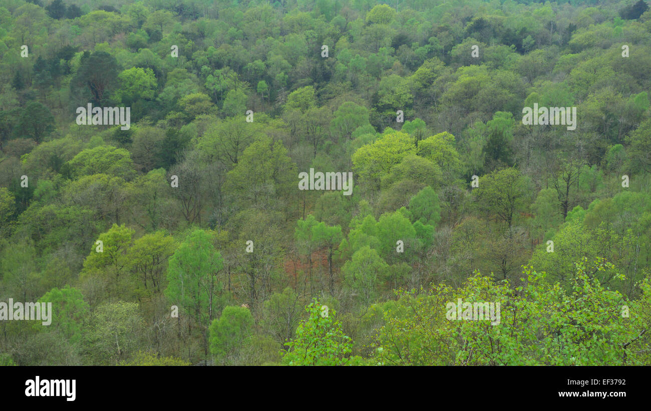 Canopy woodland hi-res stock photography and images - Alamy