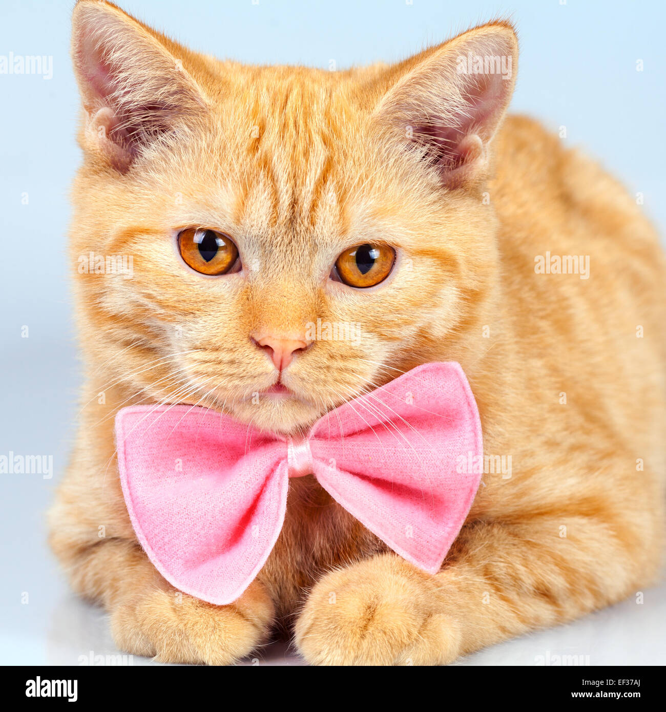 Rose bow boho hi-res stock photography and images - Alamy