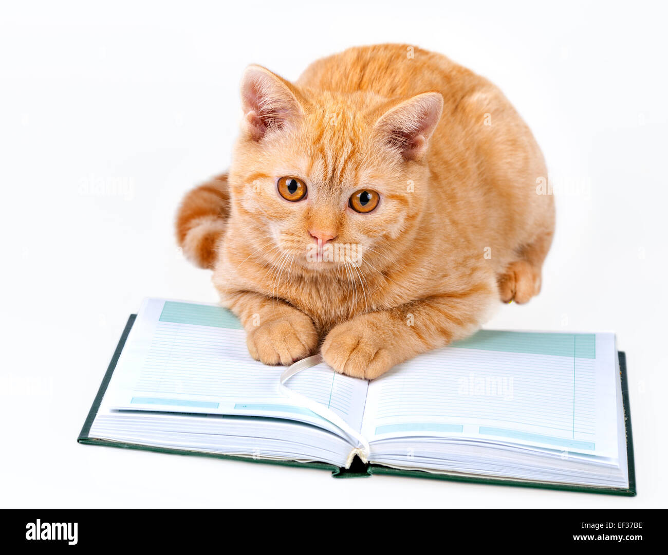 Кот с книгой. Кот с книгой. Жёлтая книга с белым котом. Коты и книги. Книга белого кота инги хосроевой.