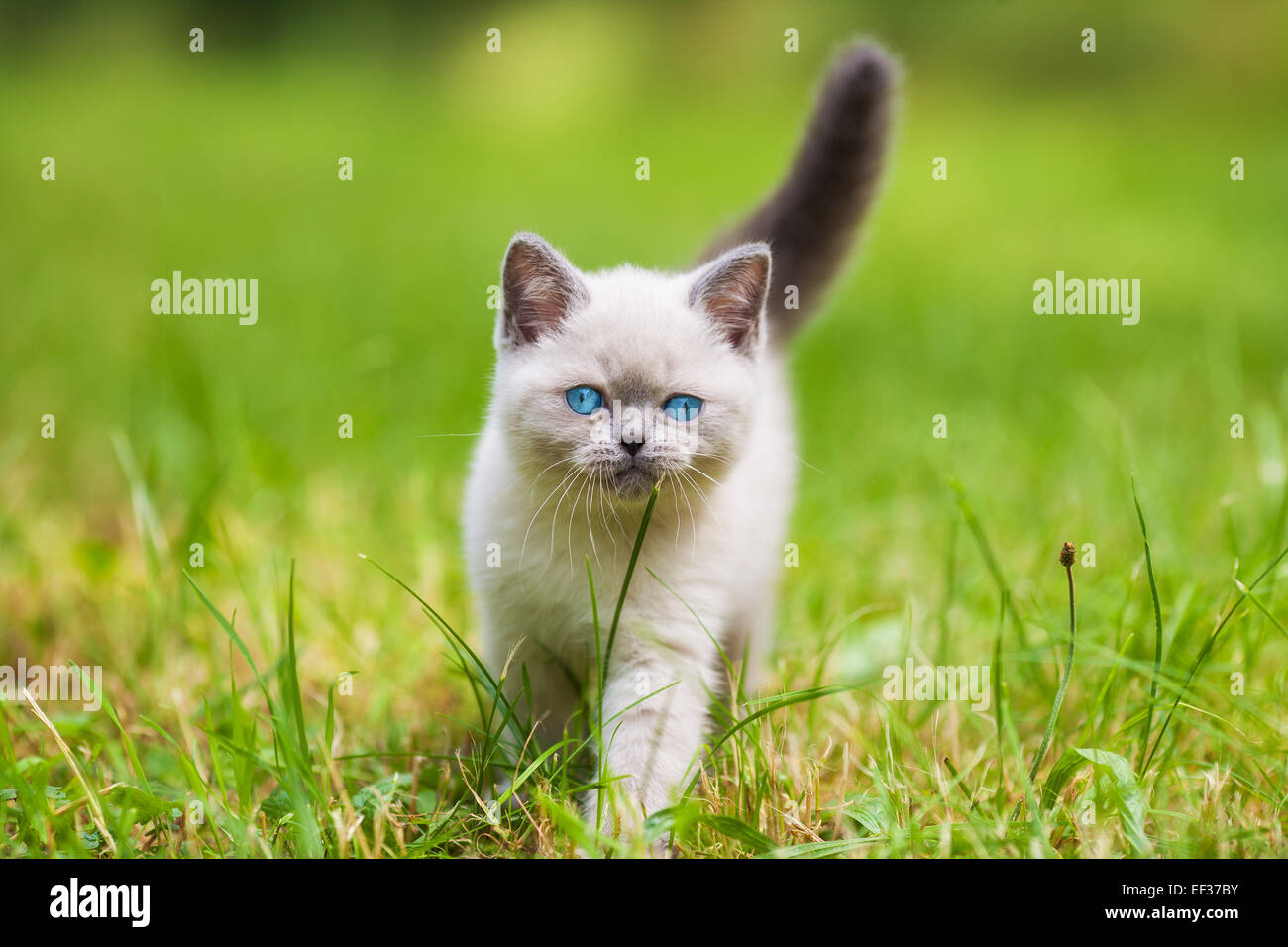 Cute little siamese kitten walking on the grass Stock Photo - Alamy