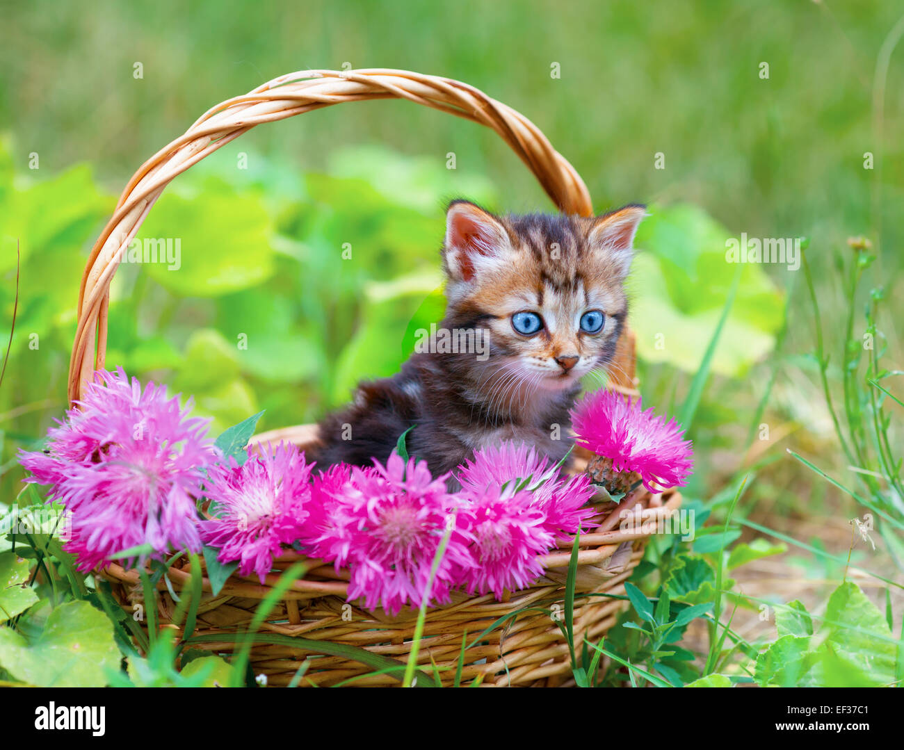 Cute little kitten in a basket with pink flowers outdoors Stock ...