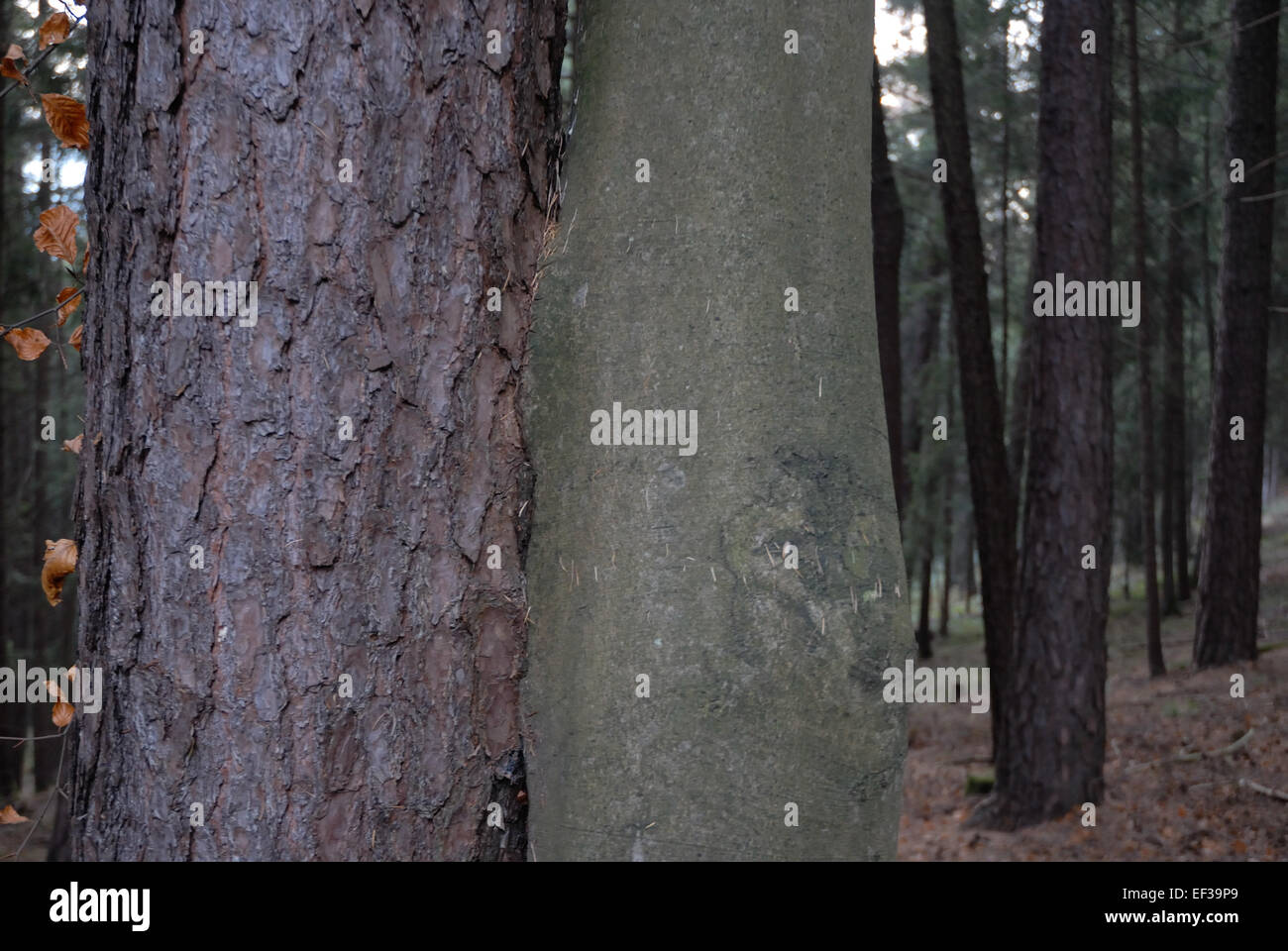Tree Inoculation A scientific image showing the process of inoculation between beech ...