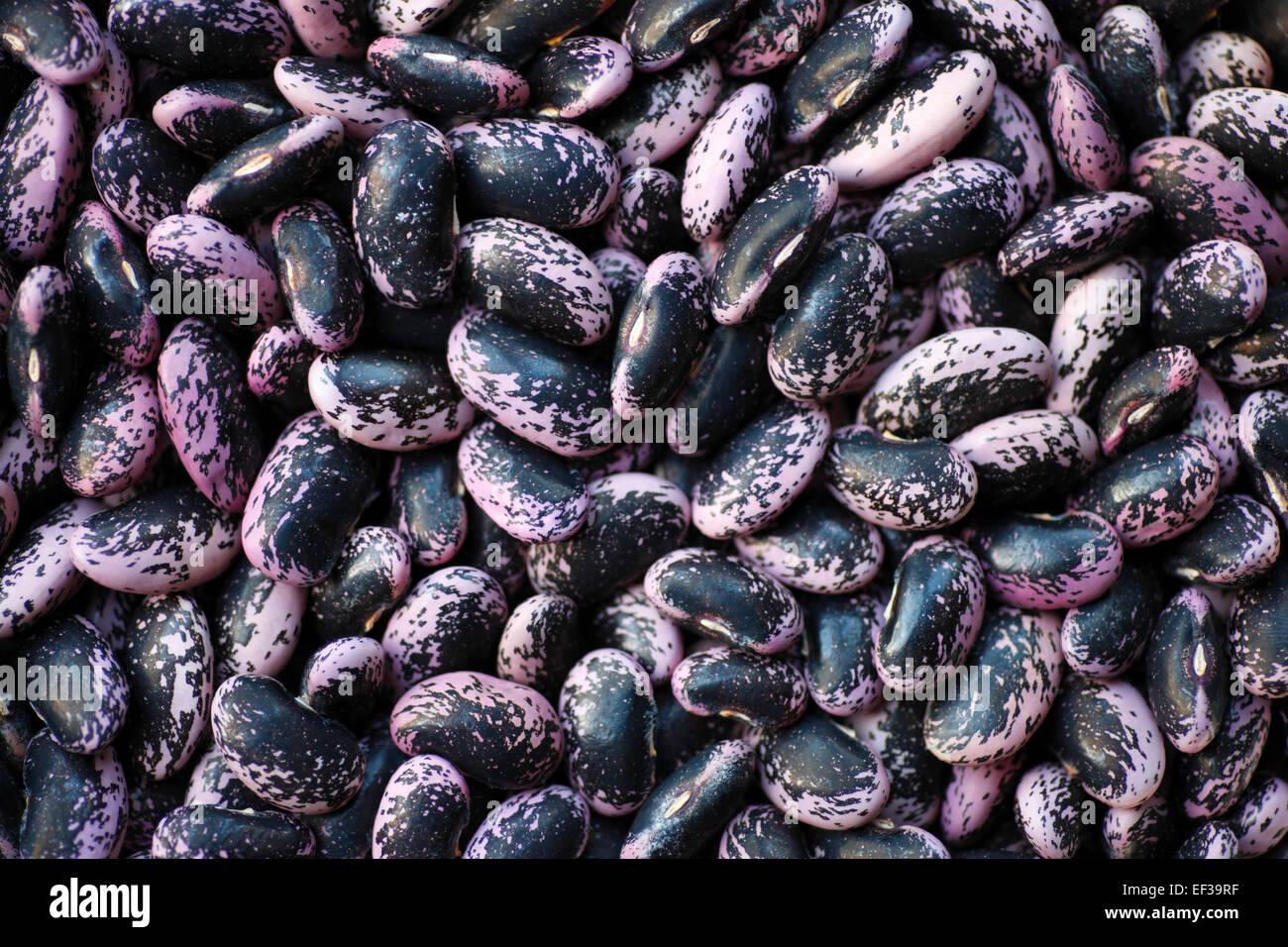 Runner bean seeds Stock Photo Alamy