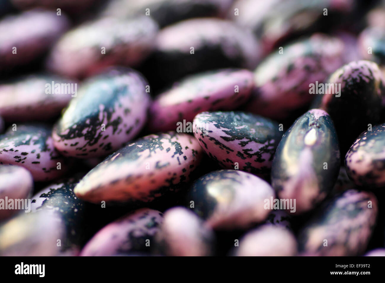 Runner bean seeds Stock Photo Alamy