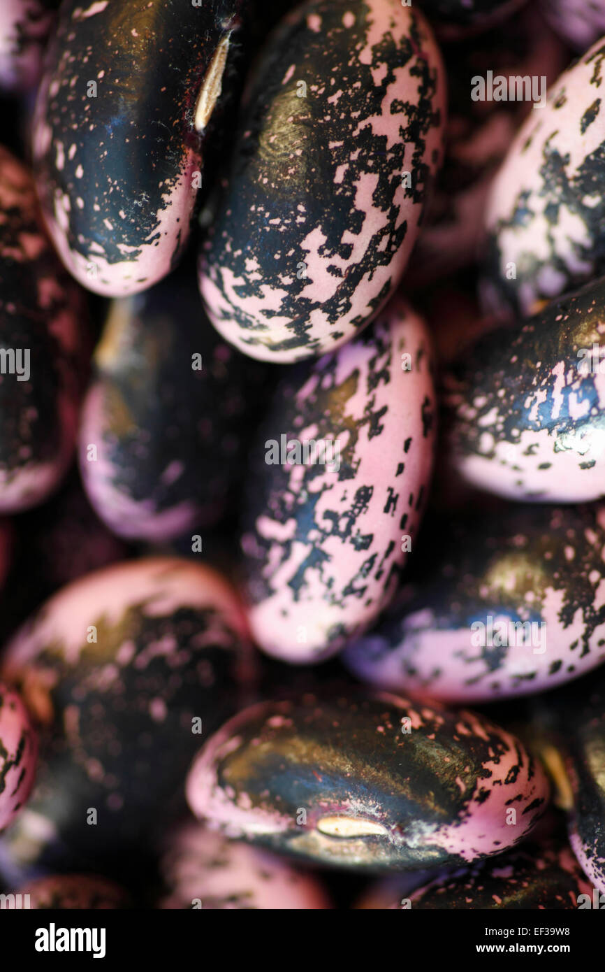 Runner bean seeds Stock Photo Alamy