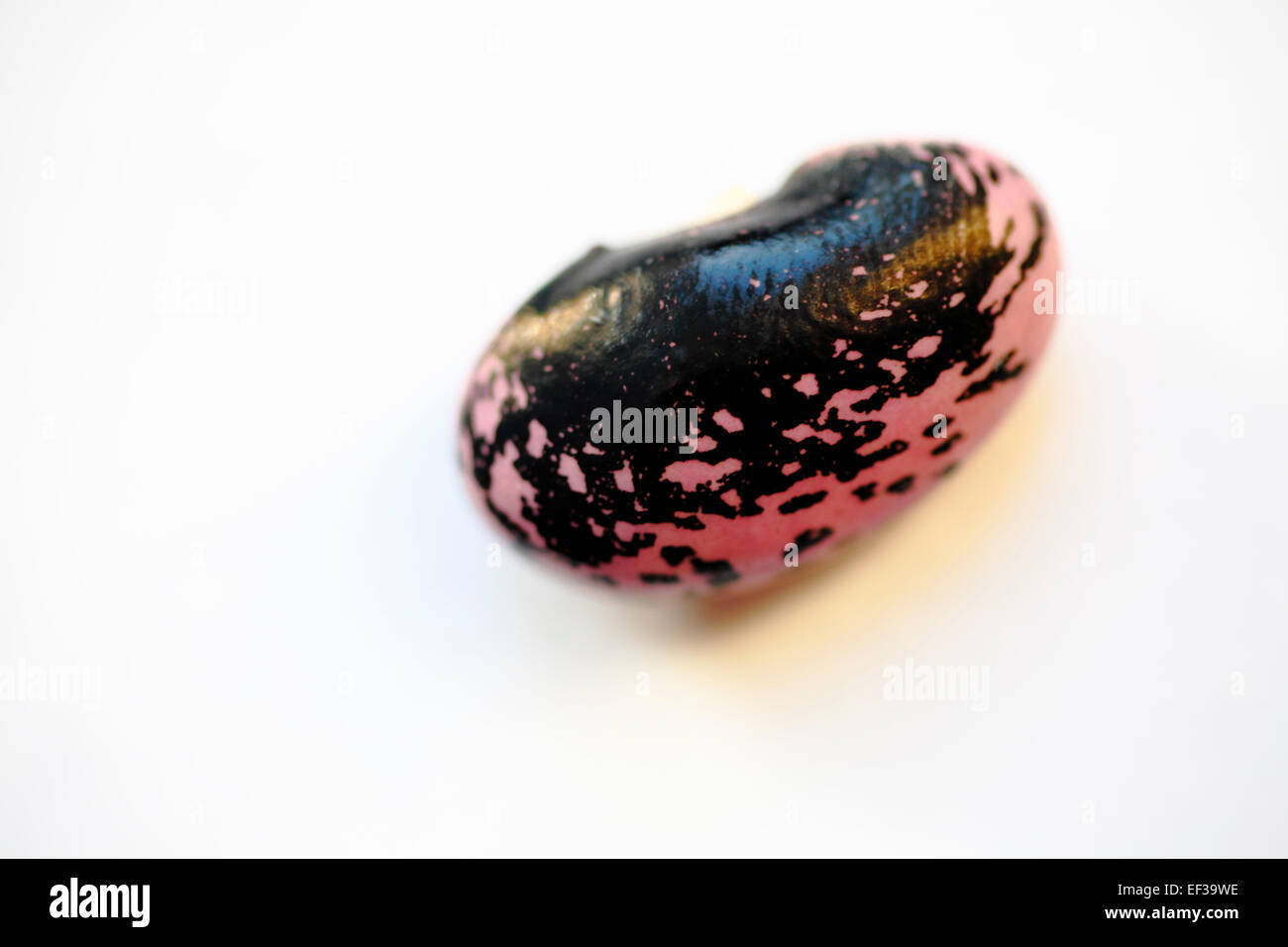 Runner Bean Seed High Resolution Stock Photography and Images Alamy