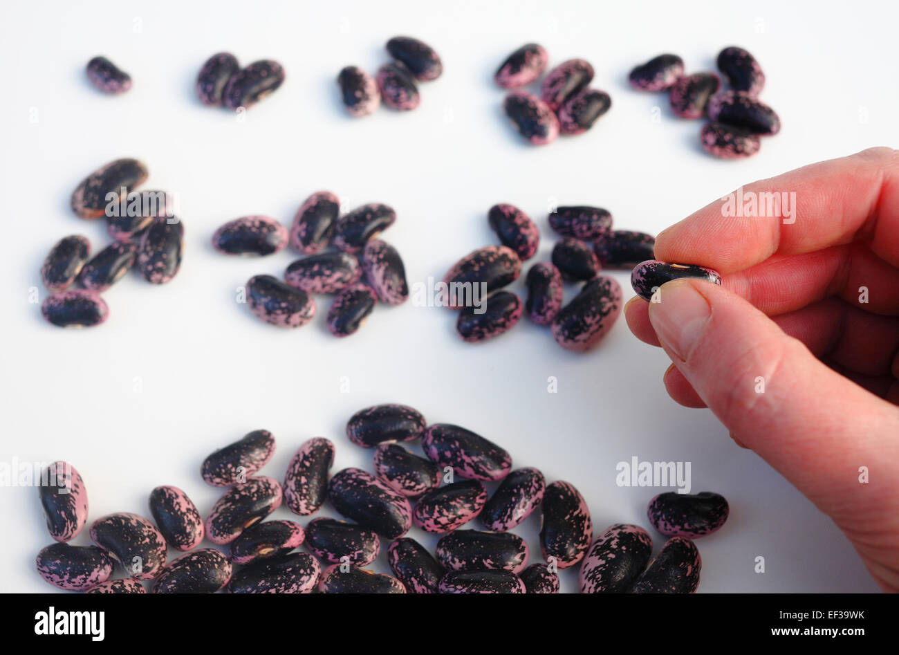 Man counting out beans. Stock Photo