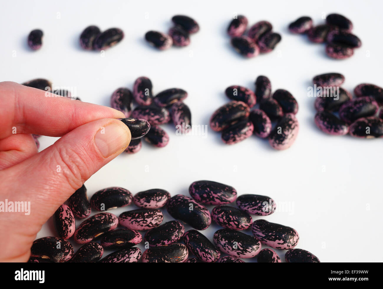 Man counting out beans. Stock Photo