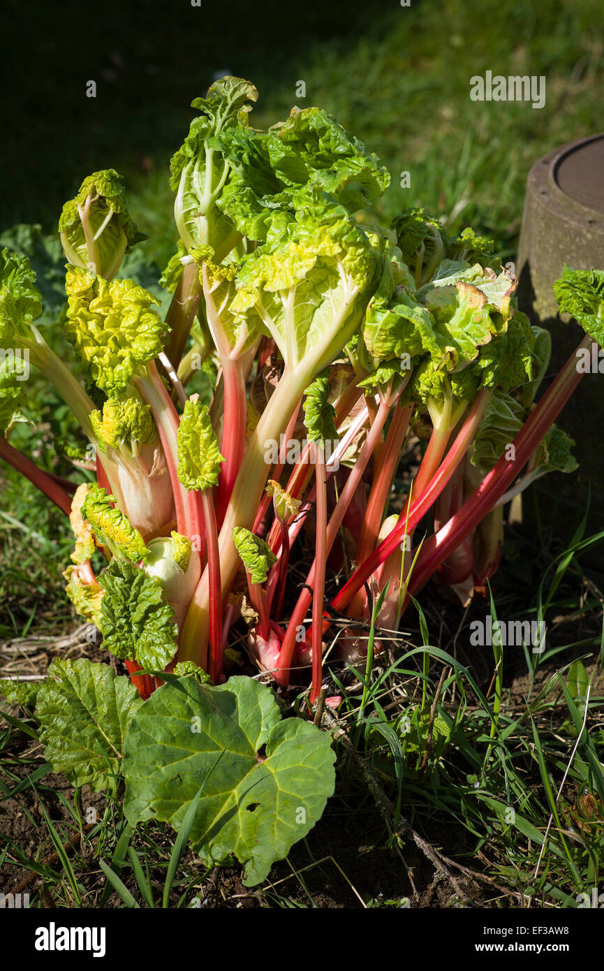 Uncovered rhubarb after being hidden under a pot to encourage growthh Stock Photo