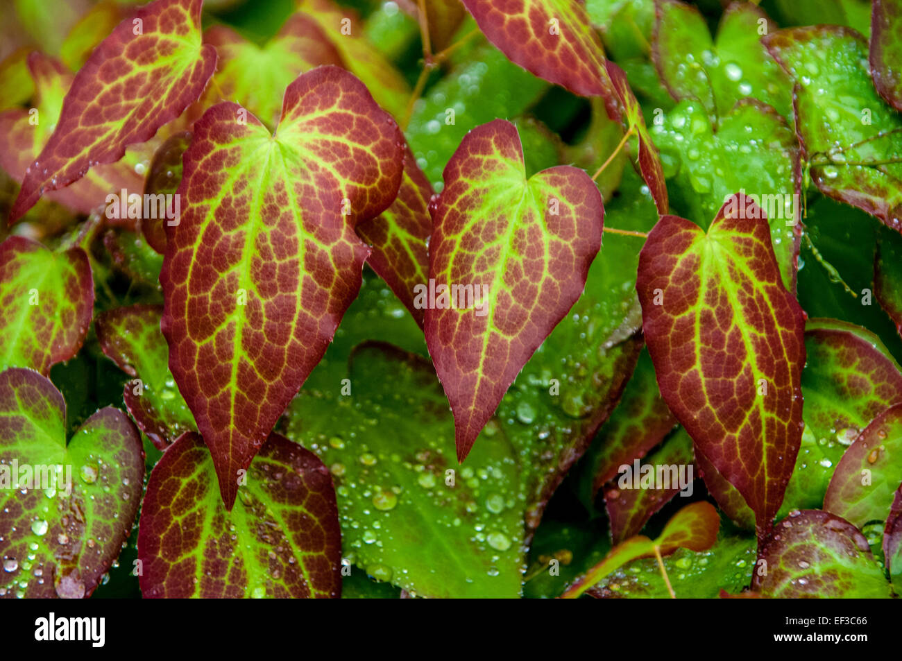 Epimedium versicolor 'Cupreum' Stock Photo