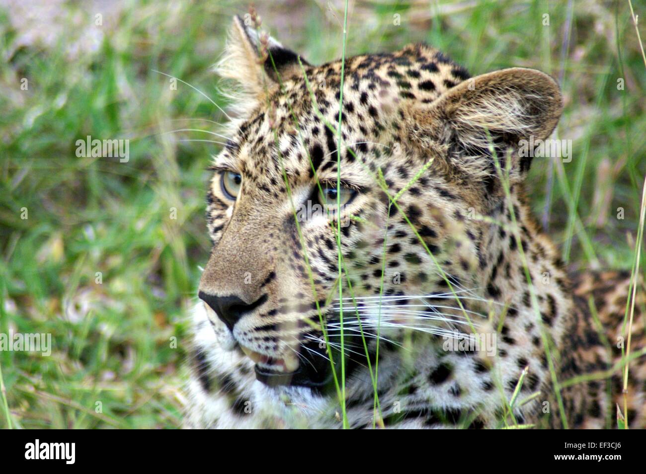 Close up of a Leopard Stock Photo
