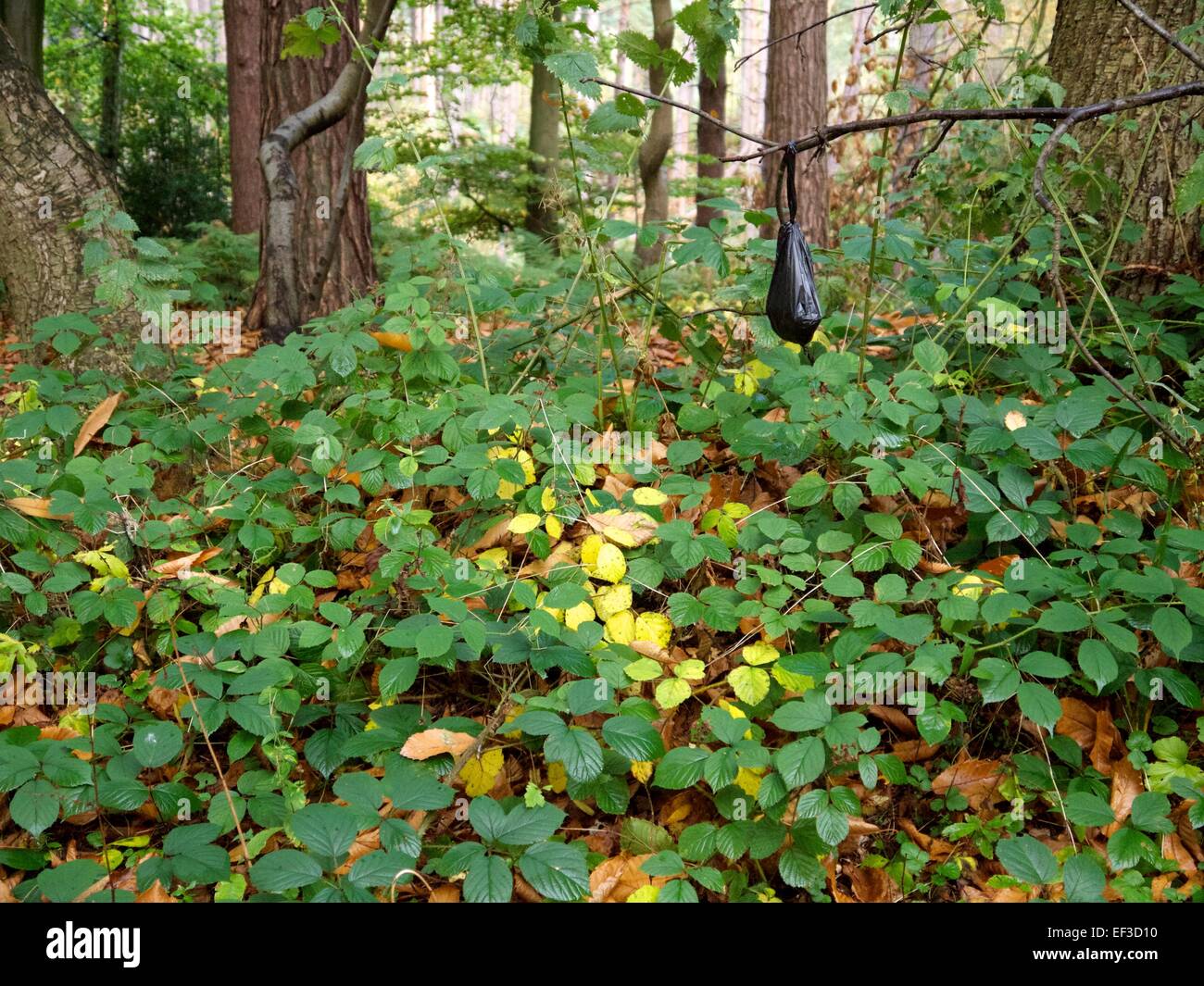 Bag of dog poo hanging off a branch in a forest Stock Photo