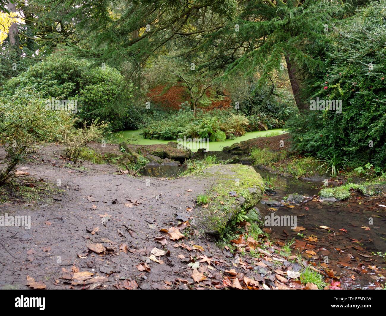 Stream flowing into Green moss covered water Stock Photo