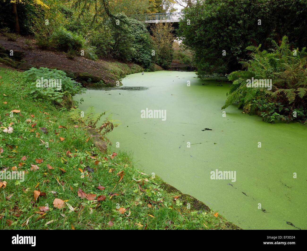 Green moss covered stream Stock Photo
